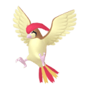 Pidgeotto