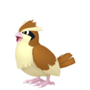 Pidgey