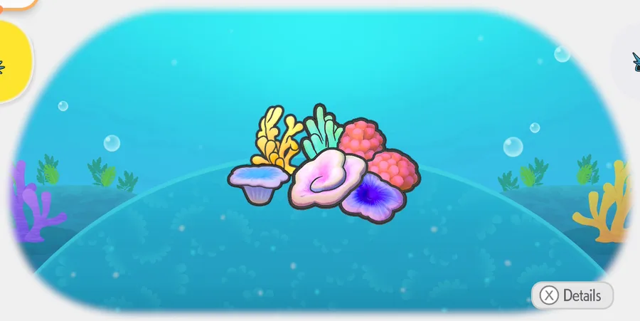 Coral congregation