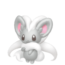 Cinccino